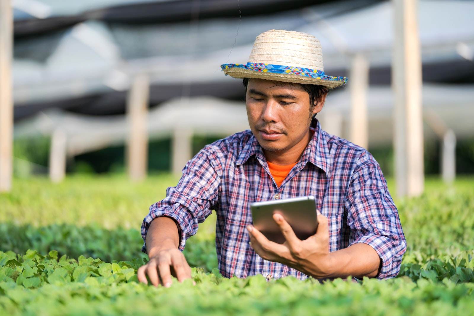 Concentrated young ethnic male worker using farm management app on tablet while checking green plants in hothouse on sunny day